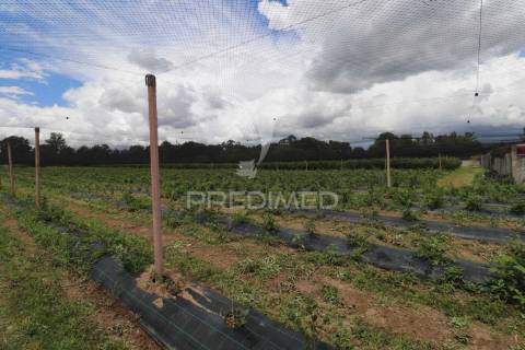 Fantástica quinta de produção de mirtilos, atualmente em produção..
