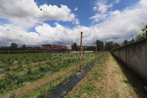 Fantástica quinta de produção de mirtilos, atualmente em produção..