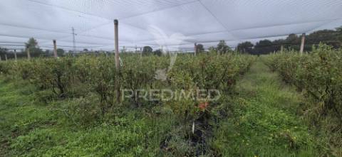 Fantástica quinta de produção de mirtilos, atualmente em produção..