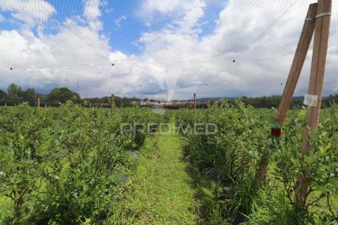 Fantástica quinta de produção de mirtilos, atualmente em produção..