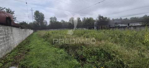 Fantástica quinta de produção de mirtilos, atualmente em produção..