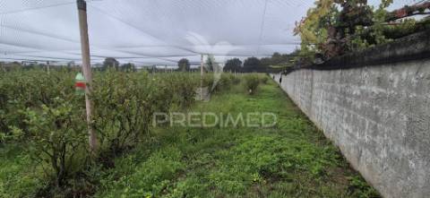 Fantástica quinta de produção de mirtilos, atualmente em produção..