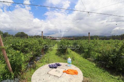 Fantástica quinta de produção de mirtilos, atualmente em produção..