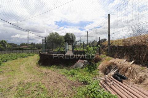 Fantástica quinta de produção de mirtilos, atualmente em produção..