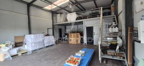 Fantástica quinta de produção de mirtilos, atualmente em produção..