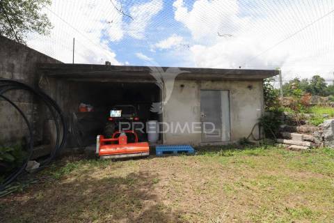 Fantástica quinta de produção de mirtilos, atualmente em produção..