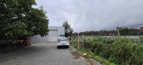 Fantástica quinta de produção de mirtilos, atualmente em produção..