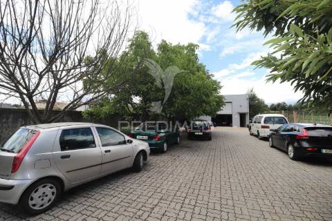 Fantástica quinta de produção de mirtilos, atualmente em produção..