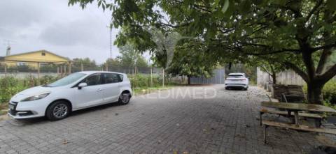 Fantástica quinta de produção de mirtilos, atualmente em produção..