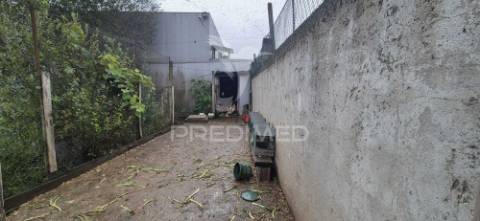 Fantástica quinta de produção de mirtilos, atualmente em produção..