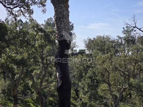 Terreno de  12,65 hectares - zona de vale figueira/melides - grândola