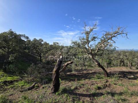 Terreno de  12,65 hectares - zona de vale figueira/melides - grândola