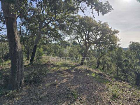 Terreno rústico - zona de vale figueira
