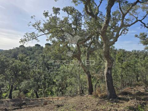Terreno rústico - zona de vale figueira