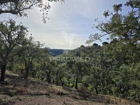 Terreno rústico - zona de vale figueira