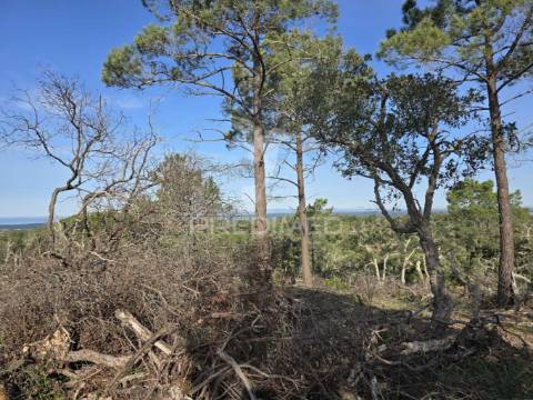 Terreno rústico - zona de vale figueira