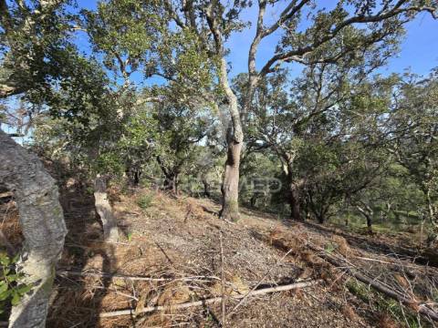 Terreno rústico - zona de vale figueira