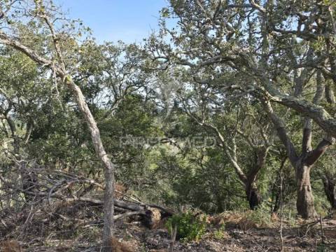Terreno rústico - zona de vale figueira