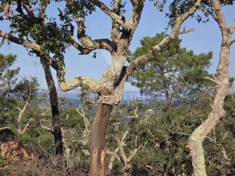 Terreno rústico - zona de vale figueira