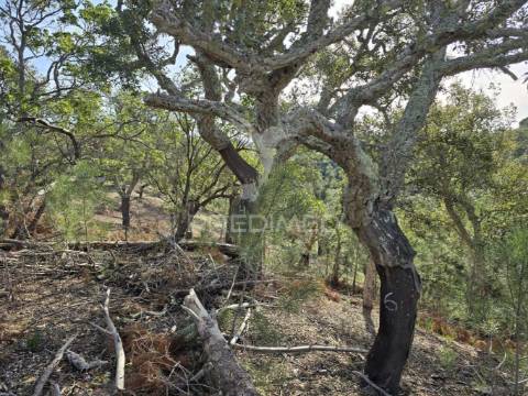 Terreno rústico - zona de vale figueira