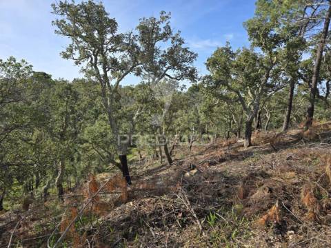 Terreno rústico - zona de vale figueira