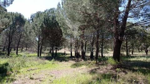 Terreno rústico 5, 150 hectares couço