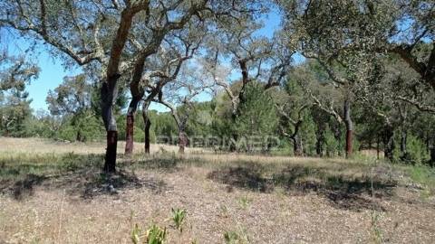Terreno rústico 5, 150 hectares couço