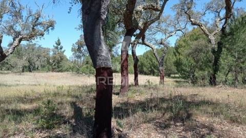 Terreno rústico 5, 150 hectares couço