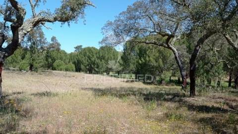 Terreno rústico 5, 150 hectares couço