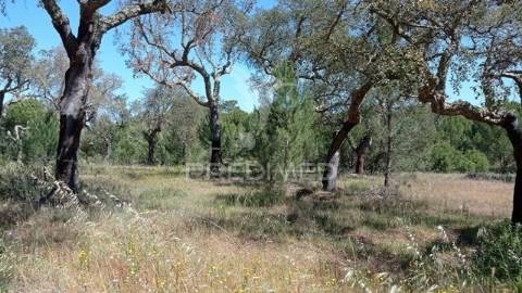 Terreno rústico 5, 150 hectares couço