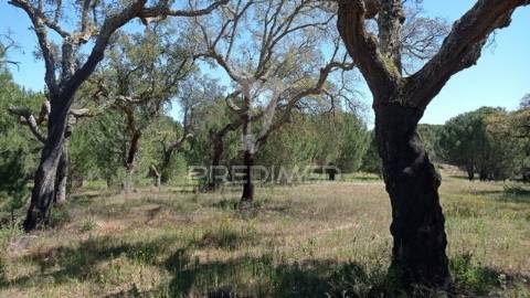 Terreno rústico 5, 150 hectares couço
