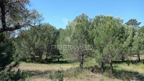 Terreno rústico 5, 150 hectares couço