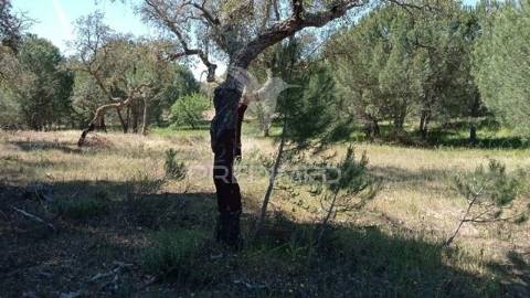 Terreno rústico 5, 150 hectares couço