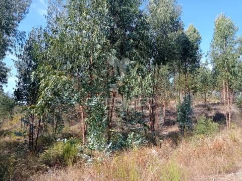 Eucaliptal 86.750 m2, gavião