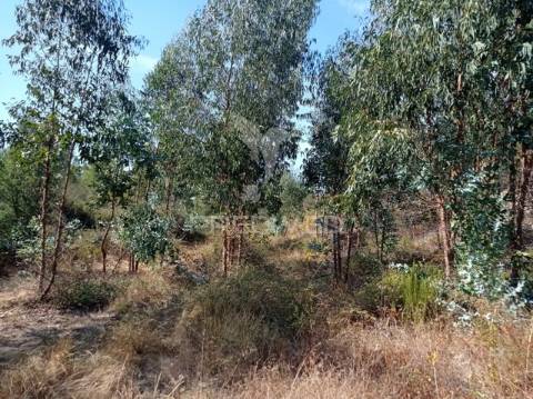 Eucaliptal 86.750 m2, gavião