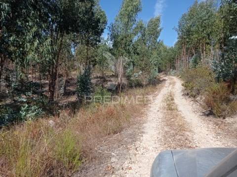 Eucaliptal 86.750 m2, gavião