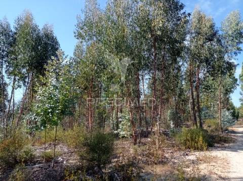 Eucaliptal 86.750 m2, gavião