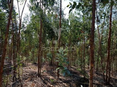 Eucaliptal 86.750 m2, gavião