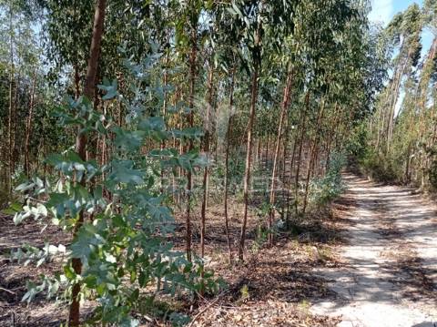 Eucaliptal 86.750 m2, gavião