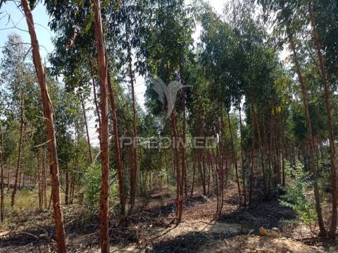 Eucaliptal 86.750 m2, gavião