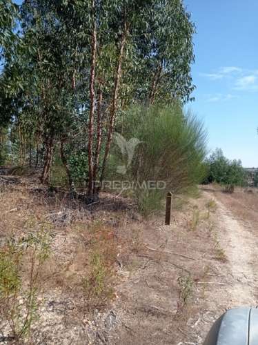 Eucaliptal 86.750 m2, gavião