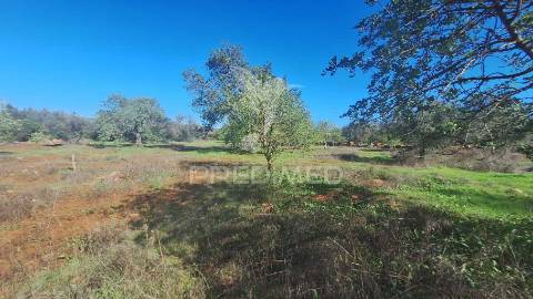 Terreno rustico em loulé com acesso directo