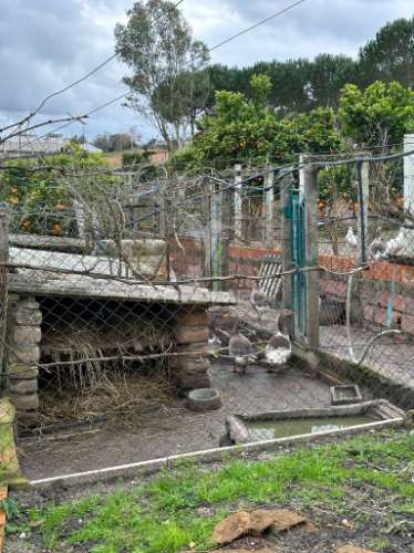 Moradia t3 c/ terreno de 2000m2