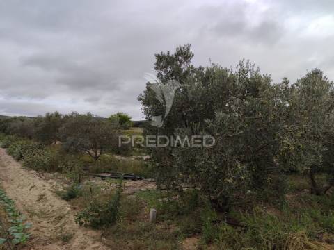 Vinha 2.5 he com oliveiras  furo a 1 hora de lisboa