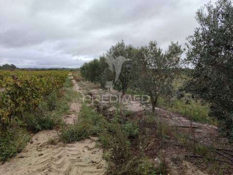 Vinha 2.5 he com oliveiras  furo a 1 hora de lisboa