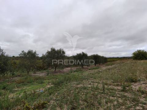 Vinha 2.5 he com oliveiras  furo a 1 hora de lisboa