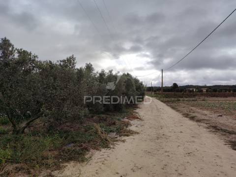 Vinha 2.5 he com oliveiras  furo a 1 hora de lisboa