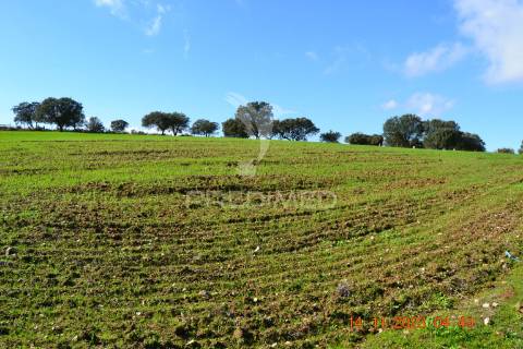 Quinta no alentejo