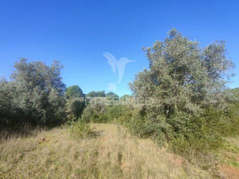 Terreno rústico - monsanto, alcanena