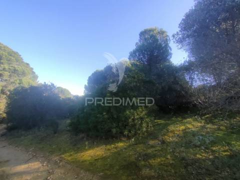 Terreno rústico - monsanto, alcanena